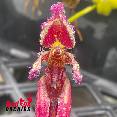 Bulbophyllum fascinator