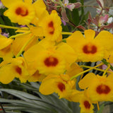 Dendrobium chrysotoxum