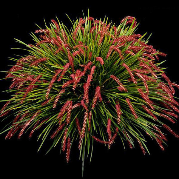 Dendrochilum wenzelii