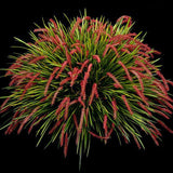 Dendrochilum wenzelii