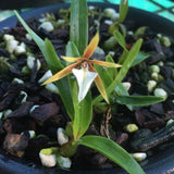 Dinema polybulbon