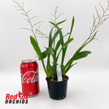 Oncidium Twinkle 'Fragrant Fantasy'