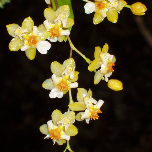 Oncidium Twinkle 'Fragrant Fantasy'
