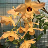 Dendrobium moschatum
