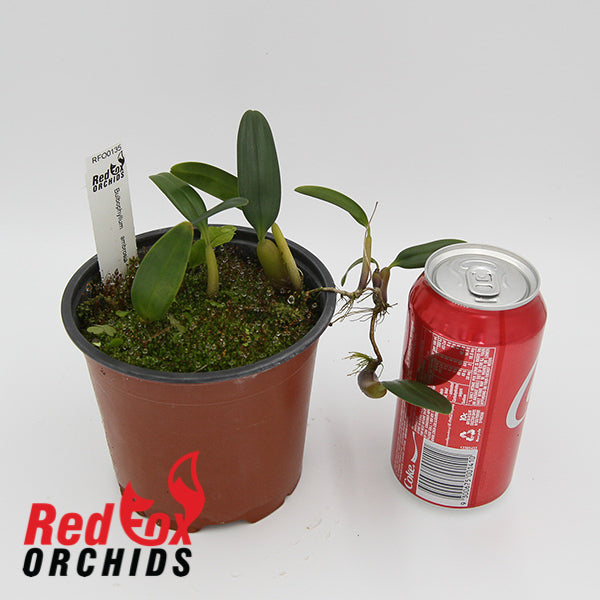 Bulbophyllum ambrosia