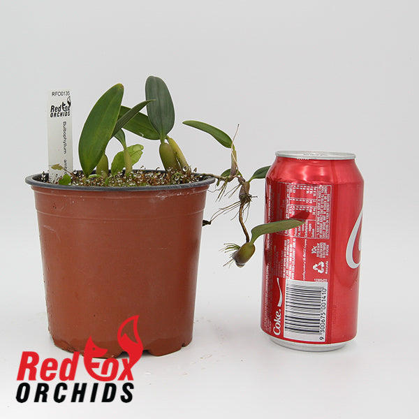 Bulbophyllum ambrosia