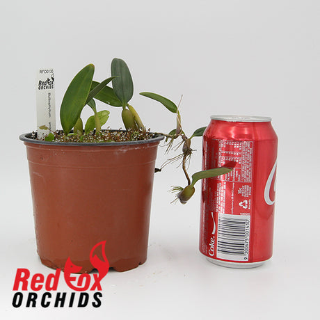 Bulbophyllum ambrosia