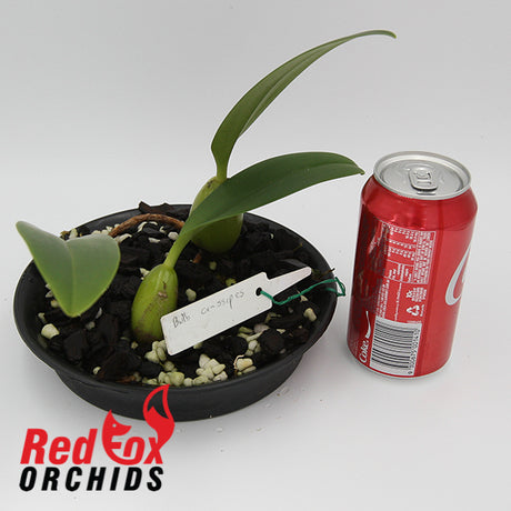 Bulbophyllum crassipes