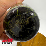 Bulbophyllum crassipes Flask