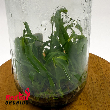 Bulbophyllum crassipes Flask