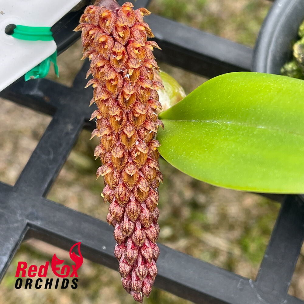 Bulbophyllum crassipes Flask