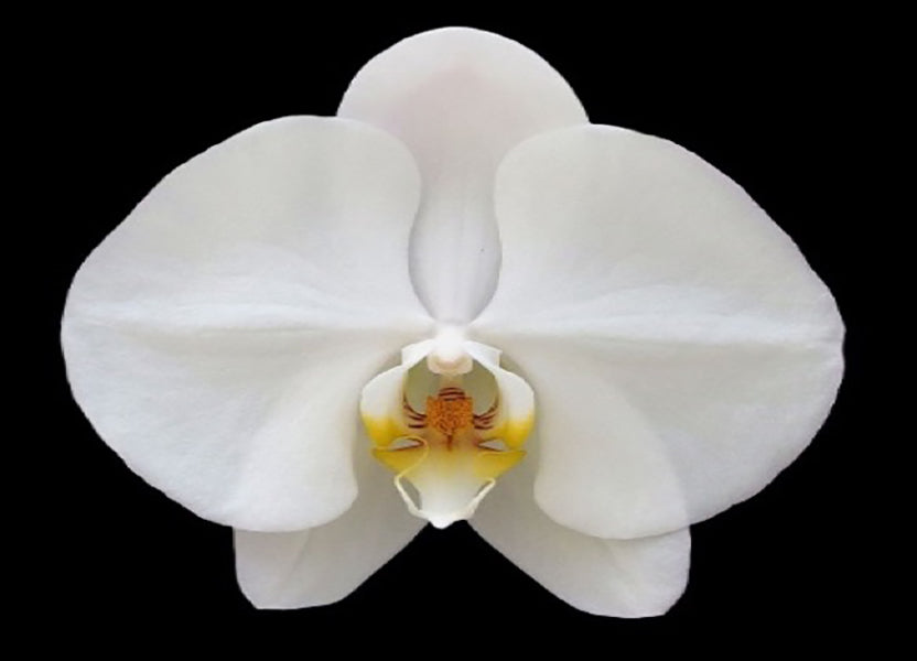 Phalaenopsis Sogo Yukidian
