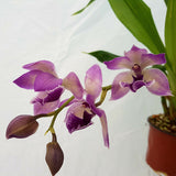Zygonisia Cynosure ‘Blue Birds’