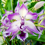 Zygonisia Cynosure ‘Blue Birds’
