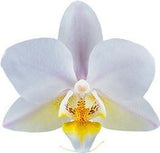 Phalaenopsis Soft Cloud