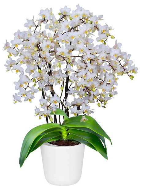 Phalaenopsis Soft Cloud