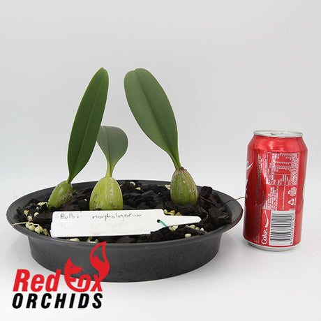 Bulbophyllum morphologorum