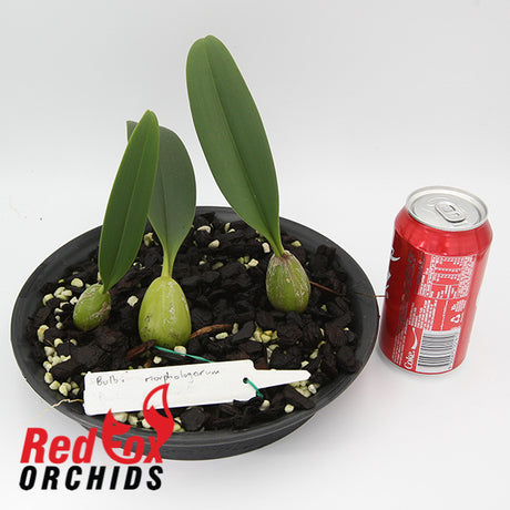 Bulbophyllum morphologorum