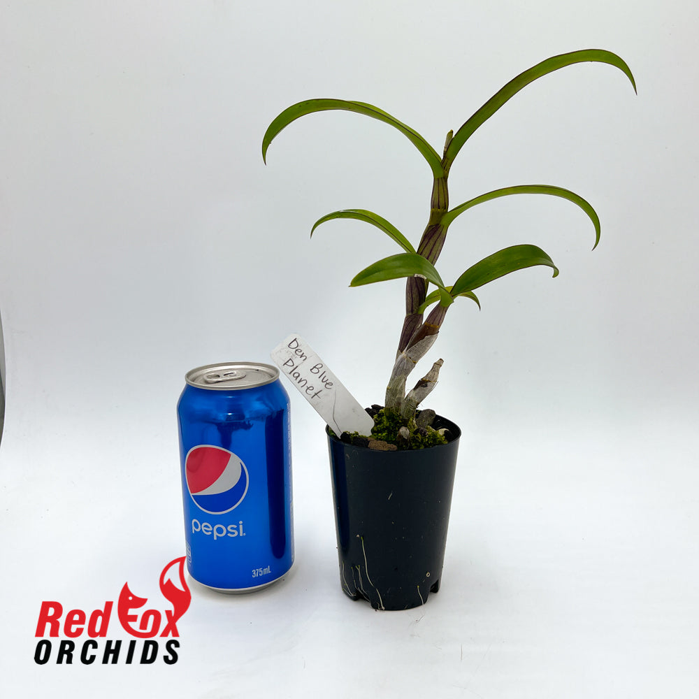Dendrobium Blue Planet