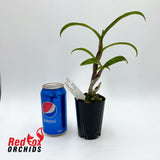 Dendrobium Blue Planet