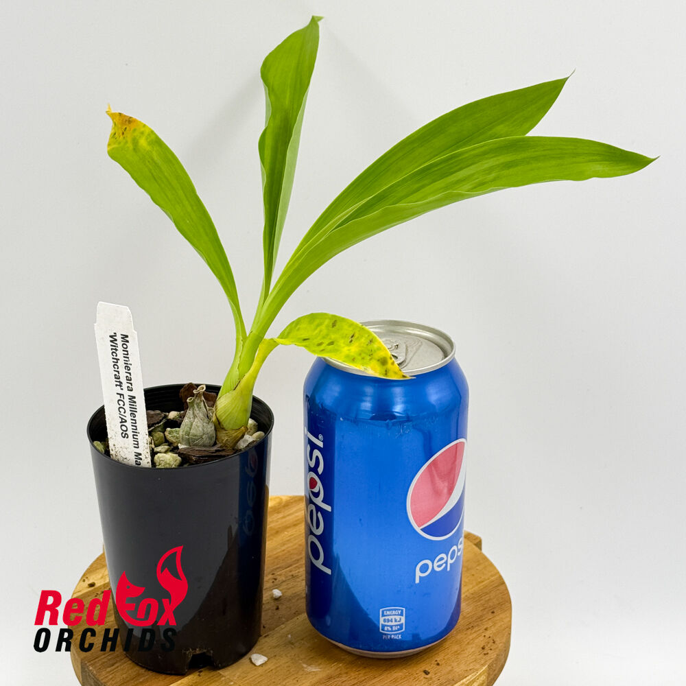 Monnierara Millennium Magic 'Witchcraft' FCC/AOC
