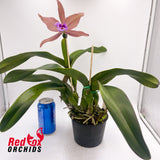 Cattleya tenebrosa