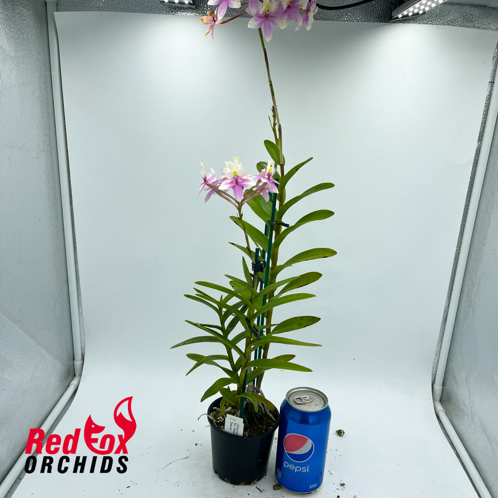 Epidendrum Wedding Valley 'Sakura'