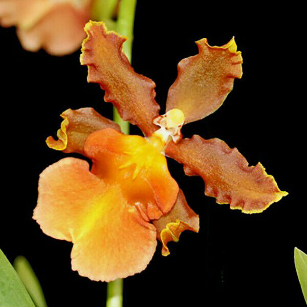 Odontocidium Catatante ‘Kilauea Karma’