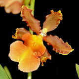Odontocidium Catatante ‘Kilauea Karma’