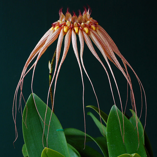 Bulbophyllum Louis Sander