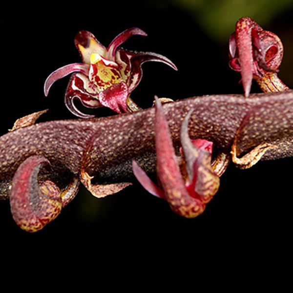 Bulbophyllum scaberulum