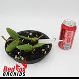 Bulbophyllum scaberulum