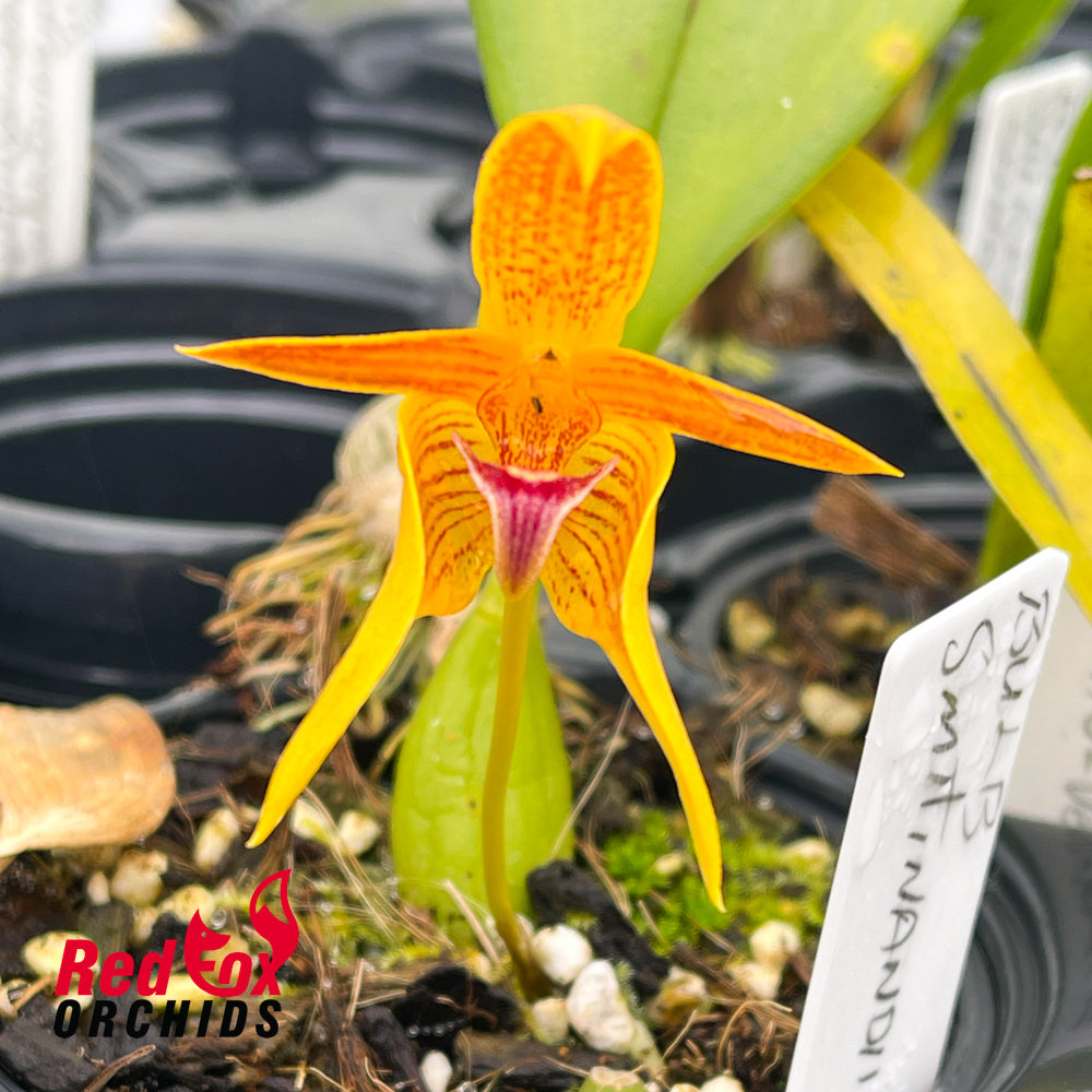 Bulbophyllum smitinandii