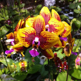 Phalaenopsis Allura ‘Vesuvius’