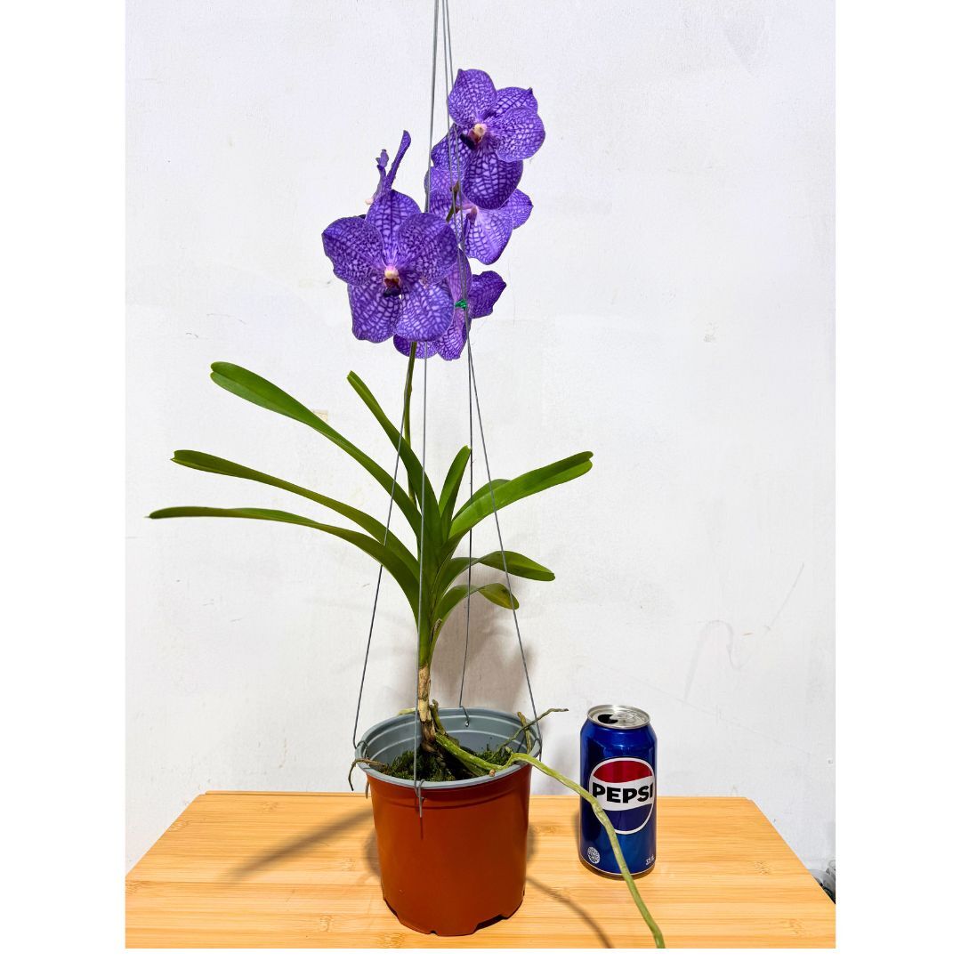 Vanda Somsri Glory Blue