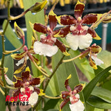 Colmanara Jungle Monarch 'Own Selection'