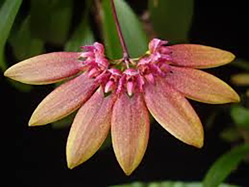Bulbophyllum baucoense