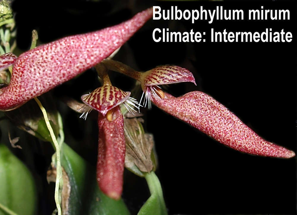 Bulbophyllum mirum