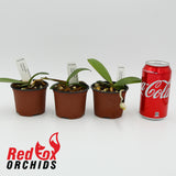 Doritaenopsis Dream Girl