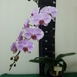 Doritaenopsis Dream Girl
