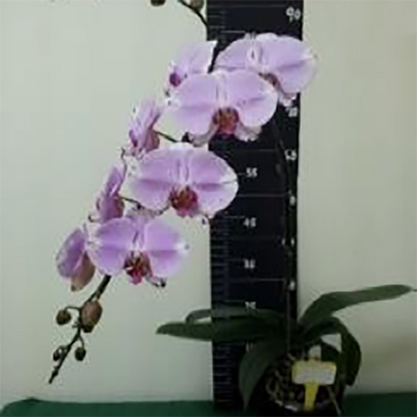 Doritaenopsis Dream Girl