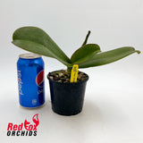 Doritaenopsis Dream Girl