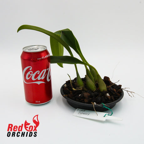 Bulbophyllum dearei