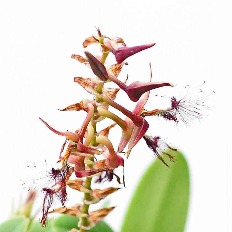 Bulbophyllum barbigerum