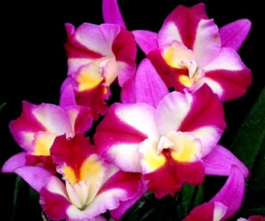 Laeliocattleya Sogo Doll 'Little Angel'