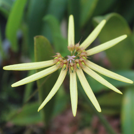 Bulbophyllum cummingii