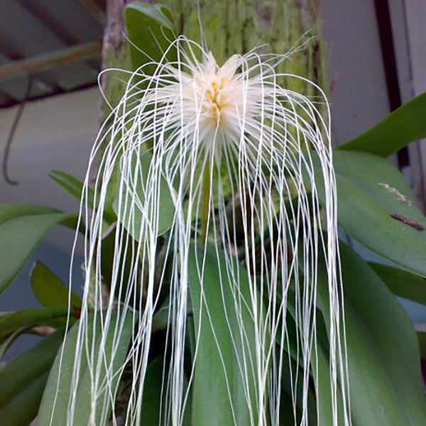 Bulbophyllum medusae