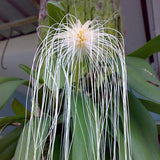 Bulbophyllum medusae