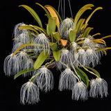 Bulbophyllum medusae