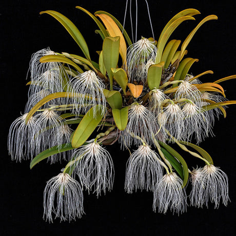 Bulbophyllum medusae